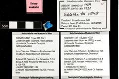 Foto (Objket + Etiketten) von Galatheites zitteli (Moericke, 1889) 